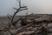 Mangroves as a bulwark against flooding in the Sundarbans.