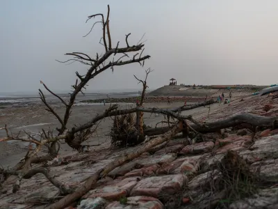 Mangroves as a bulwark against flooding in the Sundarbans.