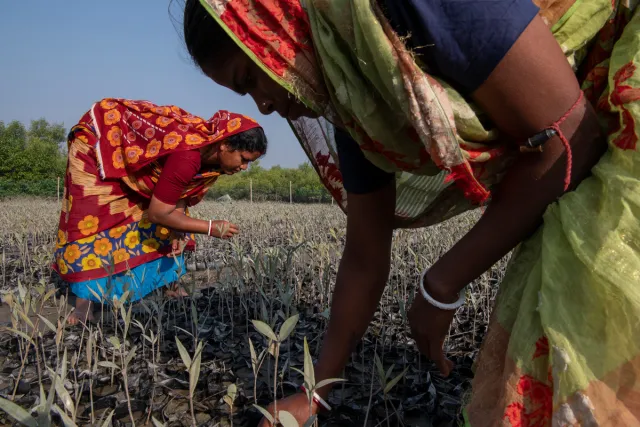 In the Sundarbans Delta between India and Bangladesh, women plant mangroves as natural protection against flooding